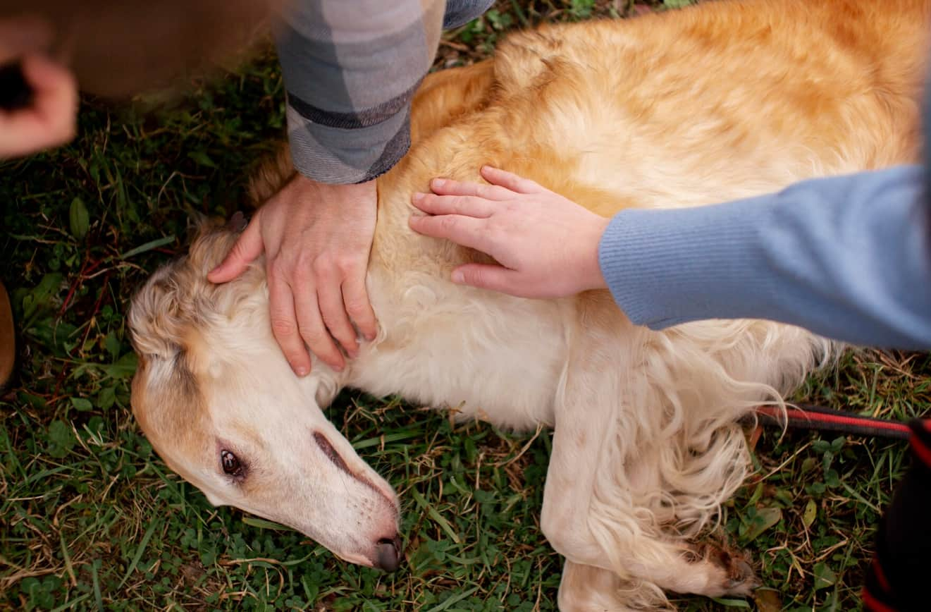 175 Dogs Rescue in Slidell Louisiana